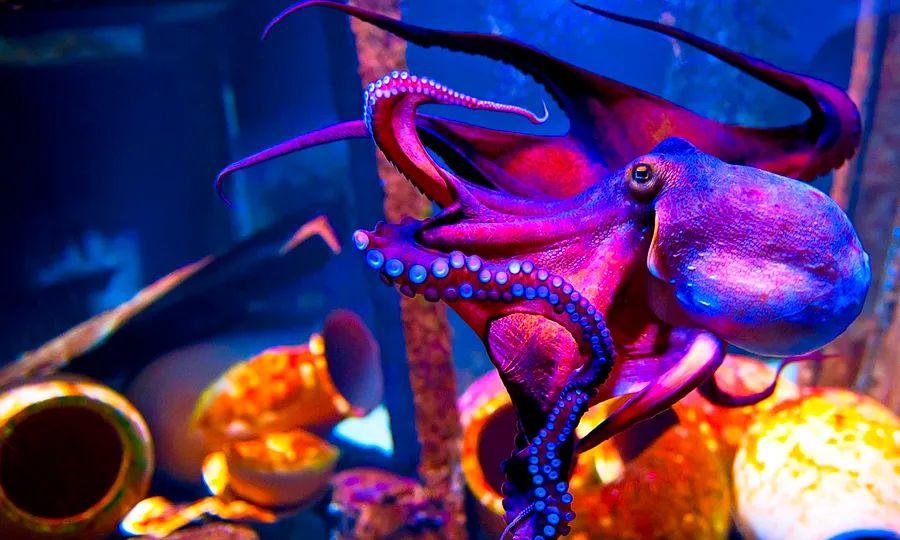 Cover Image for Amazing Creatures of the Deep