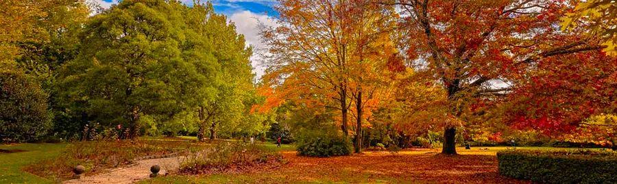 Cover Image for Top 10 Locations to Experience Autumn Foliage in Sydney