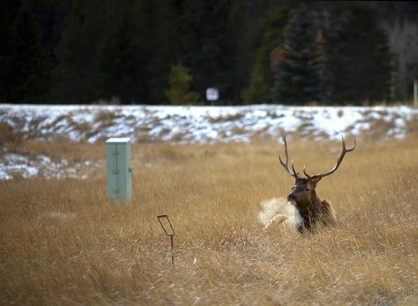 Cover Image for Canada is offering free park passes to Americans: Here's how to obtain one and where to use it