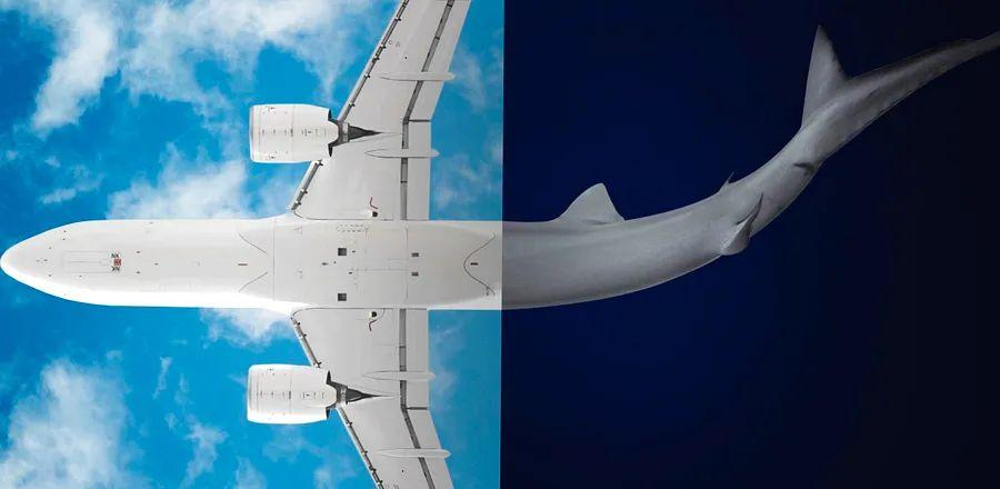 Cover Image for This airline is committed to enhancing the eco-friendliness of air travel.