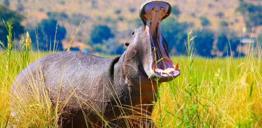 Cover Image for 7 Reasons Why Discovering Southern Africa by Land and Water Is Superior