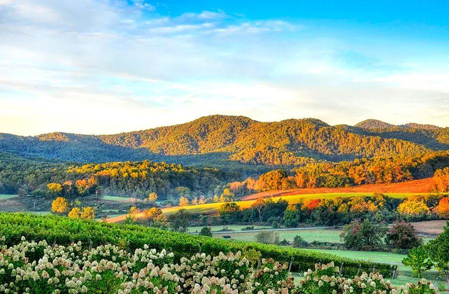 Cover Image for Long Weekend Escapes: Your Guide to Tasting Virginia's Wine Country