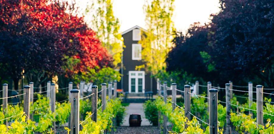 Cover Image for 11 Strategies to Safeguard and Sustain California’s Renowned Wine Region