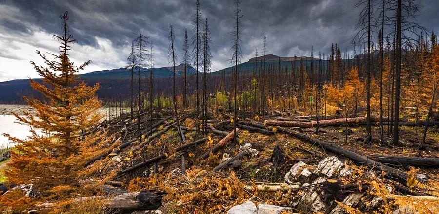 Cover Image for Jasper National Park in Canada Closed Indefinitely Due to Severe Wildfires