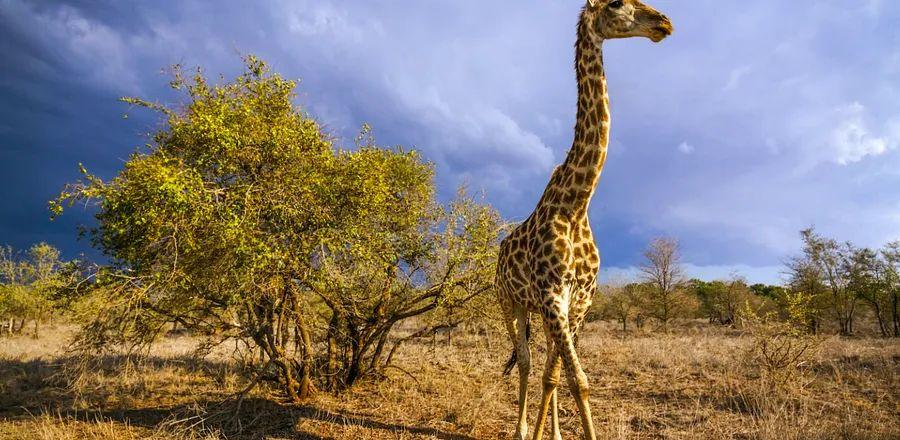 Cover Image for South Africa No Longer Requires Prearrival Testing for Vaccinated Travelers