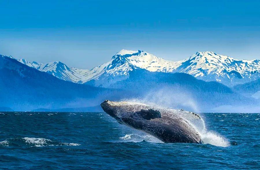 Cover Image for "Cruising Glacier Bay in Alaska: 9 Tips from a Dinogo Employee"