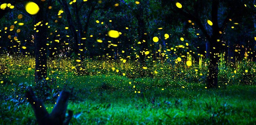 Cover Image for Get Ready for the Annual Firefly Light Show in the Great Smoky Mountains—Here’s How to Experience It
