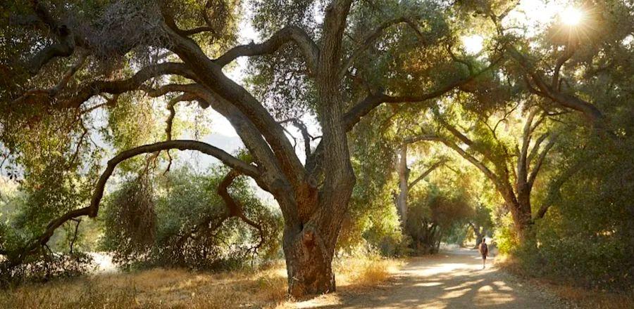 Cover Image for 9 Mindful Experiences to Discover in Los Angeles