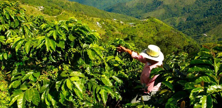 Cover Image for From Coffee Tours to Climbing a 7,000-Foot Rock: 7 Essential Experiences in Colombia