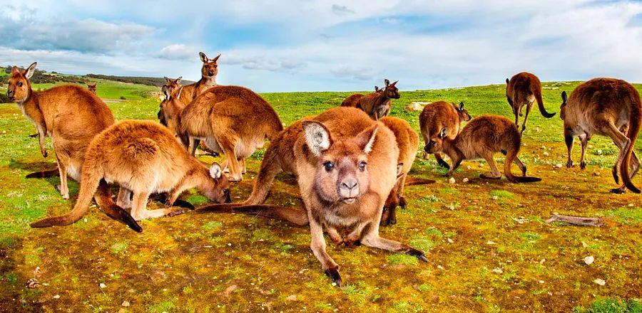 Cover Image for Pursuing Thrills on Kangaroo Island: Australia’s Galápagos