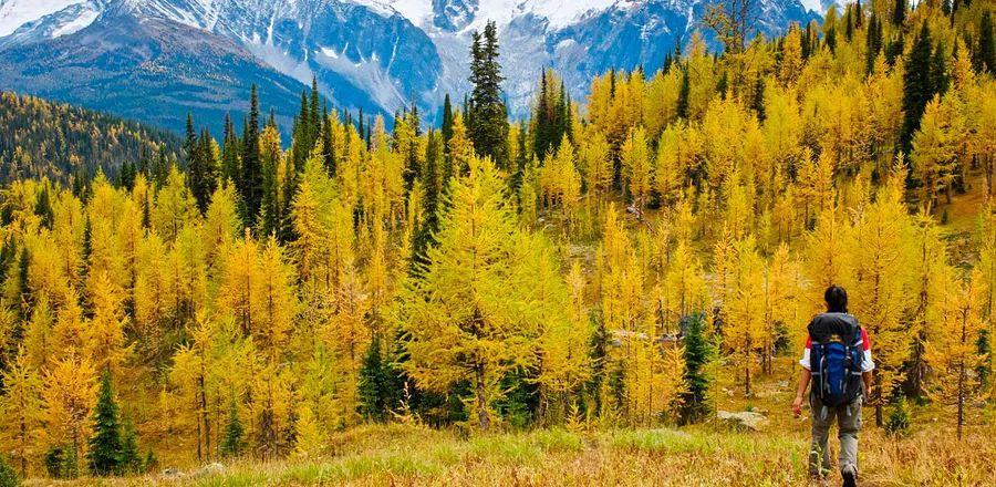 Cover Image for Bears, Trees, and No Coffee: A True Experience of a Week-Long Wilderness Retreat