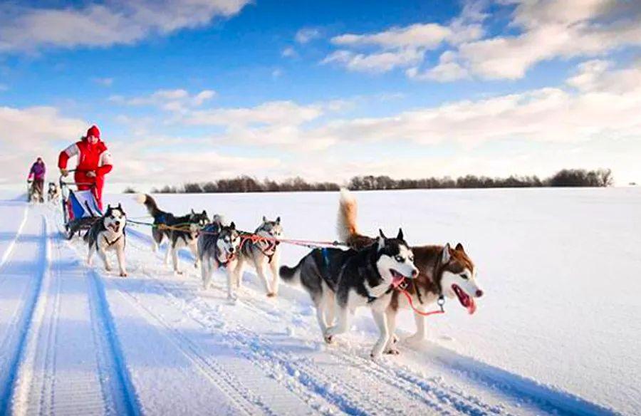 Cover Image for Essential Dog Sledding Insights for Your Alaskan Adventure