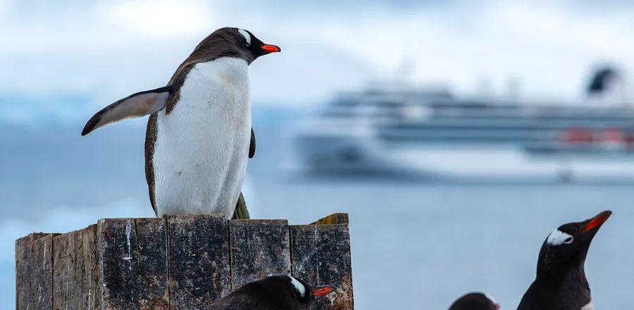 Cover Image for The 65-Day Voyage from Antarctica to Milwaukee