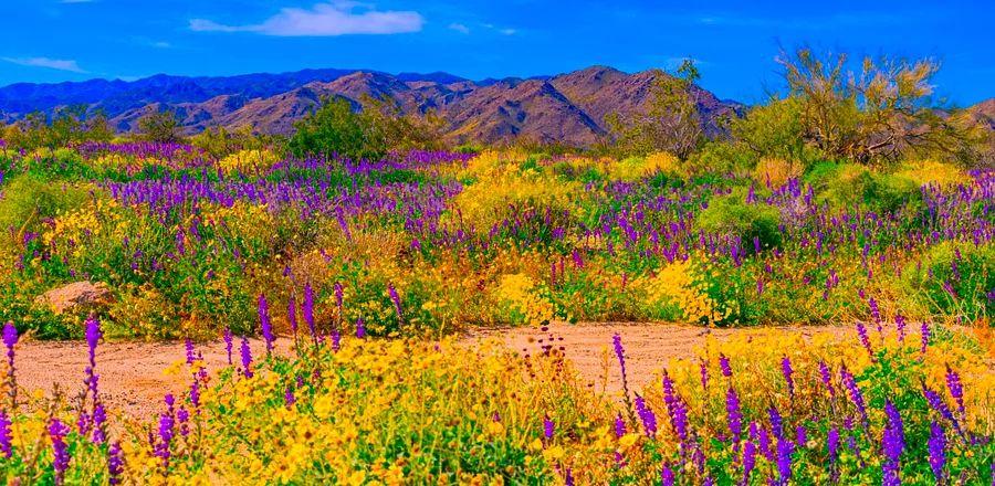 Cover Image for These Locations in California Are Expected to Experience a Super Bloom in 2024