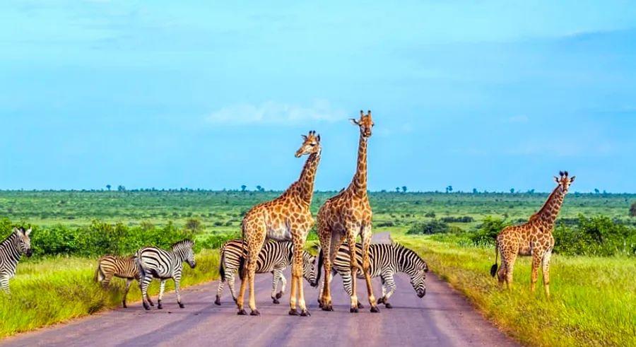 Cover Image for 7 Surprising Activities to Experience on a South Africa Cruise