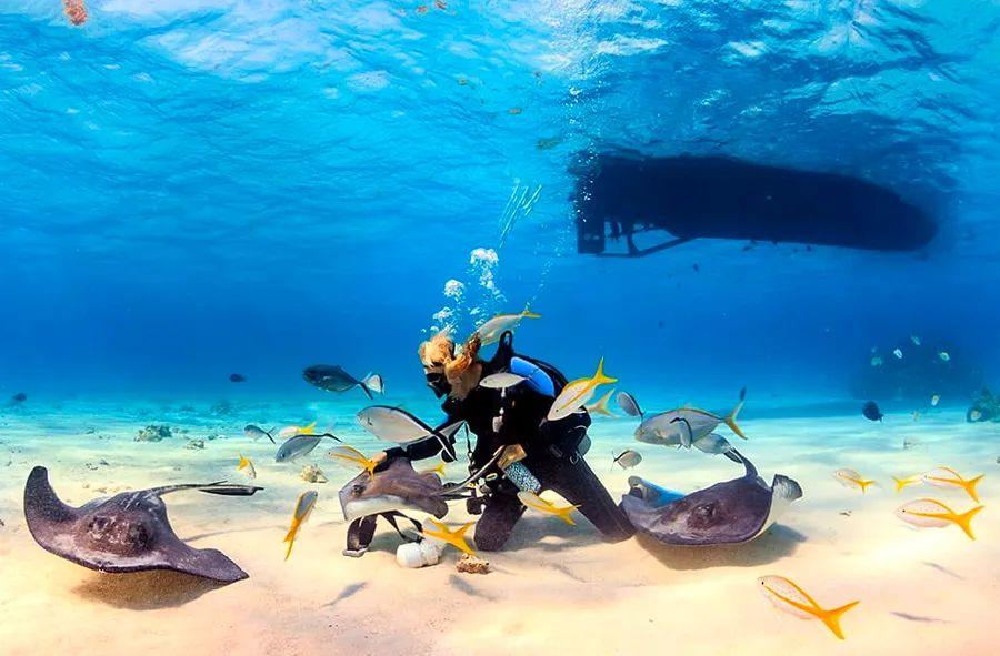Cover Image for Top Diving Locations in the Caribbean
