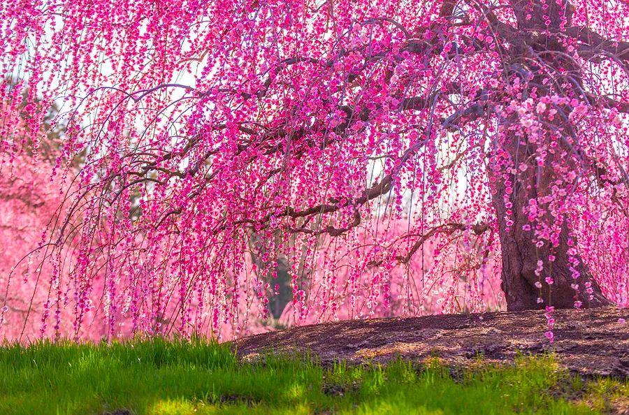 Cover Image for An undiscovered cherry blossom haven in D.C. that's off the beaten path