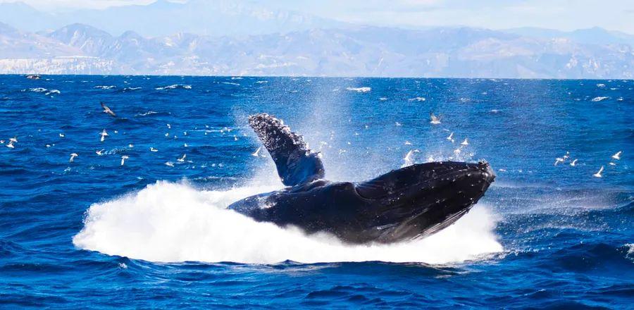 Cover Image for Exploring the Whale Trail in Santa Barbara
