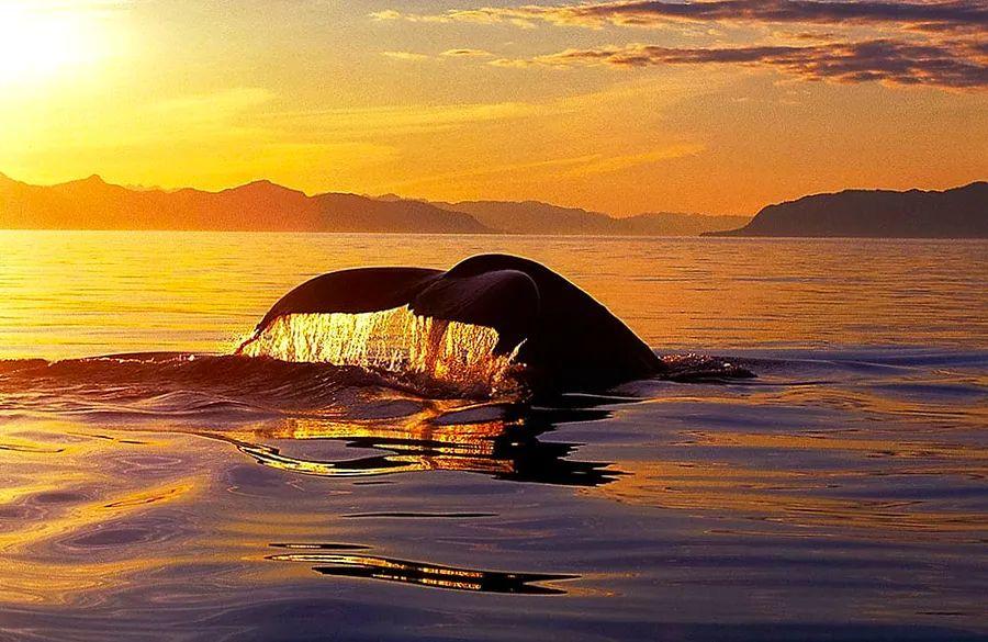 Cover Image for Wildlife Adventures Await You on Your Alaska Cruise