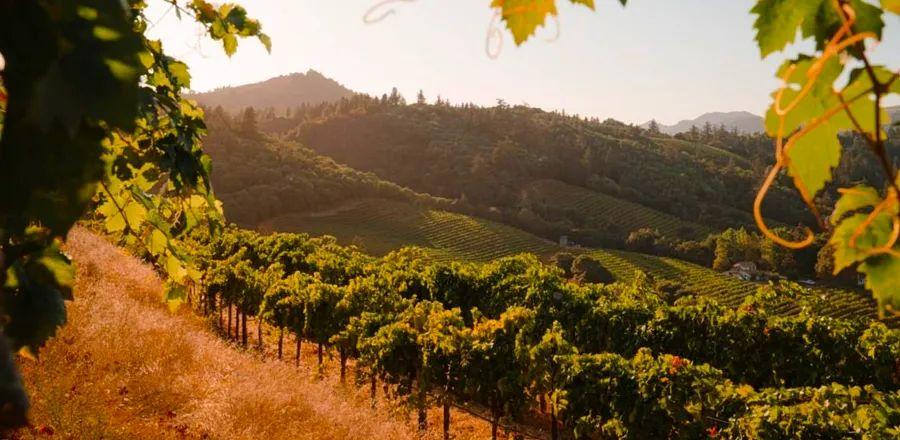 Cover Image for Your Ideal Weekend Escape in Sonoma Wine Country