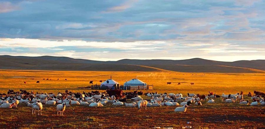 Cover Image for How a Mongolian Sweater Brand is Making Cashmere More Sustainable