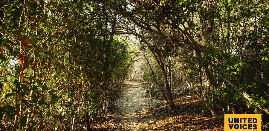 Cover Image for This Hidden Hiking Gem in Puerto Rico Hosts Over 130 Species of Birds