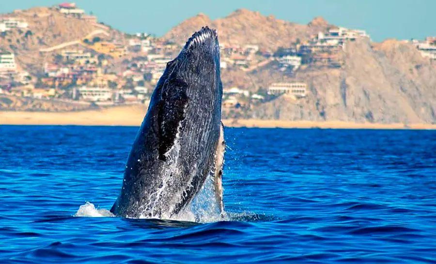 Cover Image for 8 Fantastic Spots for Whale Watching