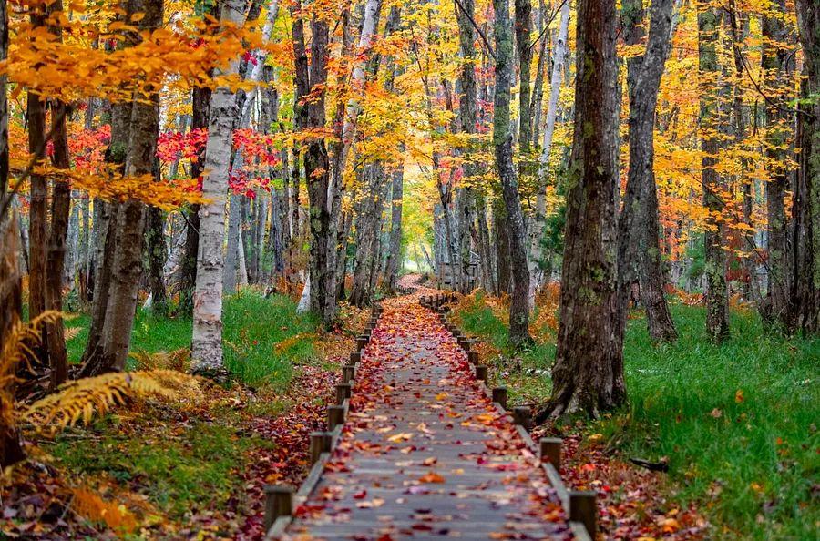 Cover Image for Top 7 National Parks for Wheelchair Accessibility