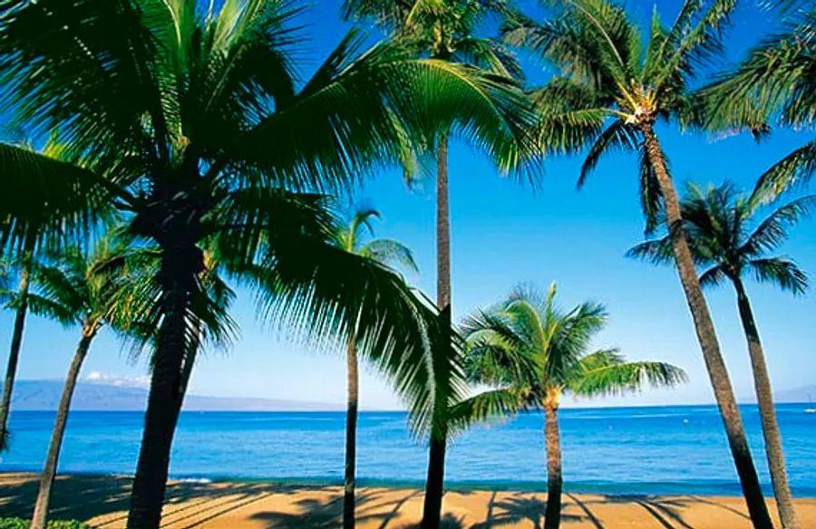 Cover Image for Polynesian Cultural Centre: Honoring Hawaiian & Island Cultures
