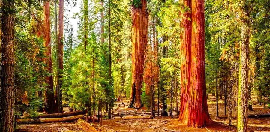 Cover Image for How the U.S. National Park System Is Embracing Neurodiverse Visitors