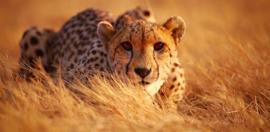 Cover Image for Cheetahs Make Their Comeback in India's National Parks After 70 Years
