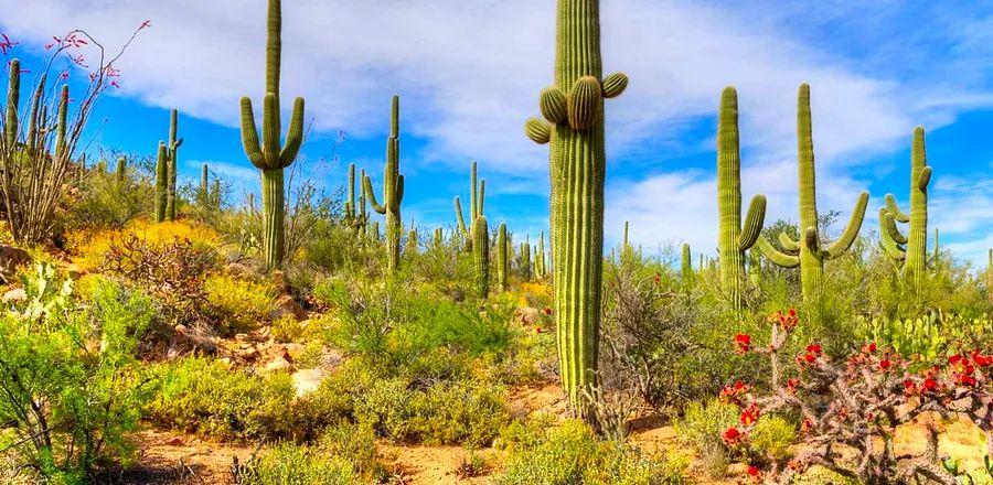 Cover Image for Haven't Made Spring Break Plans Yet? It's Still Possible With These Tips