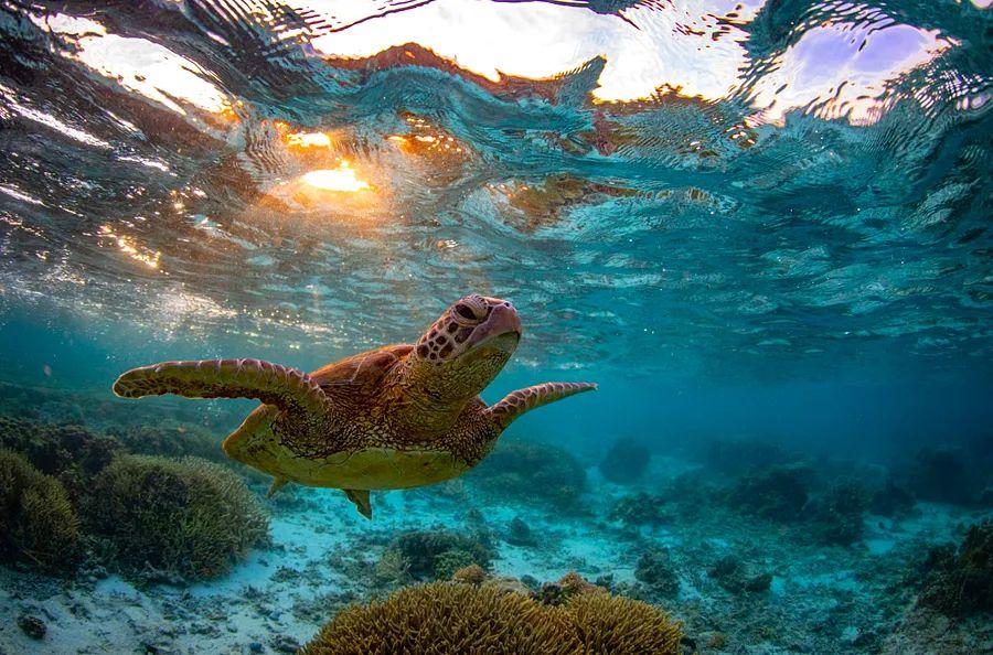 Cover Image for 12 incredible remote dive and snorkel locations to add to your travel list