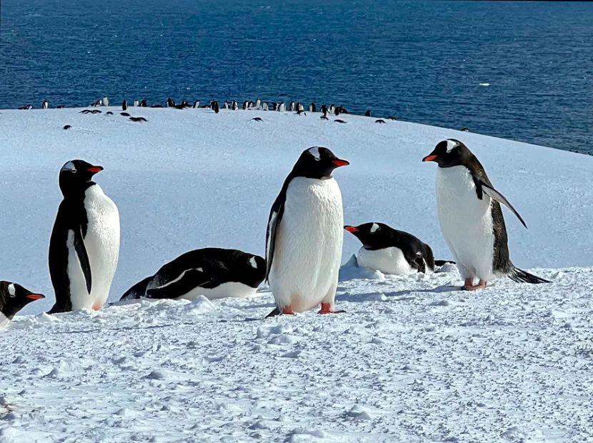 Cover Image for Embark on an extraordinary cruise that will transport you from the US to Antarctica—no airplanes required!