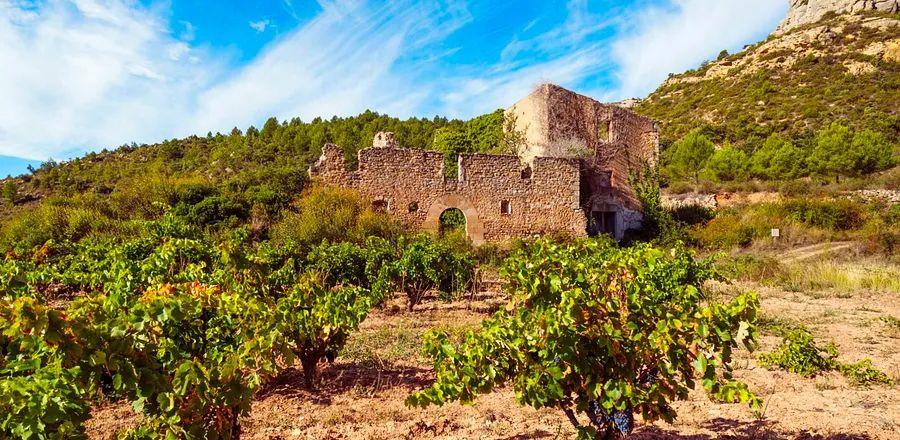 Cover Image for Discovering Catalonia’s Vibrant Wine Legacy, One Sip at a Time