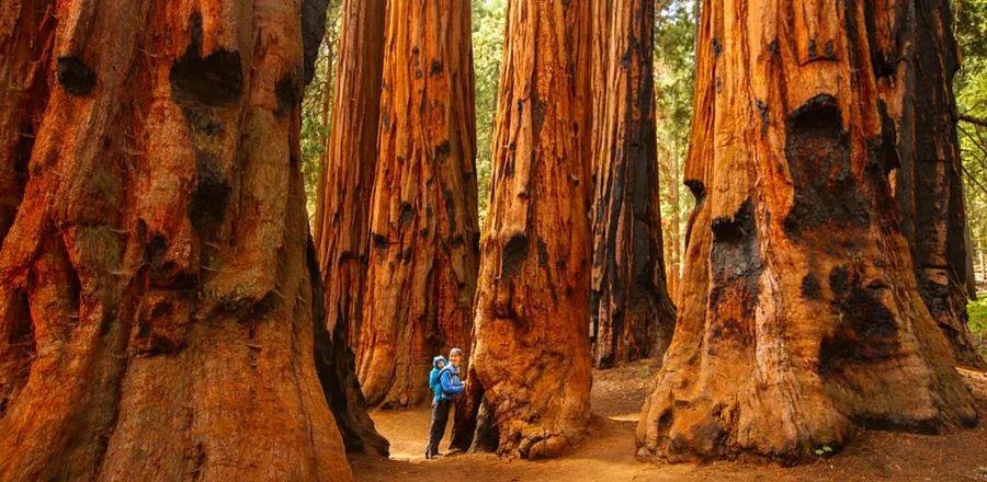 Cover Image for Yosemite’s Mariposa Grove of Giant Sequoias is back open after wildfire disruptions.