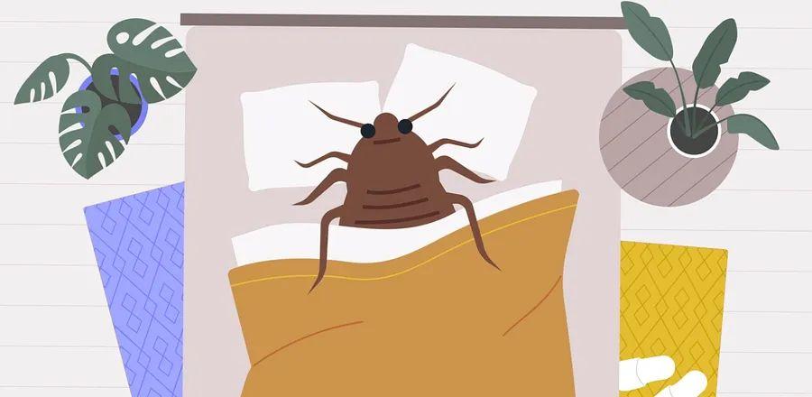 Cover Image for Essential Information About Bed Bugs—and Tips to Avoid Them When Traveling