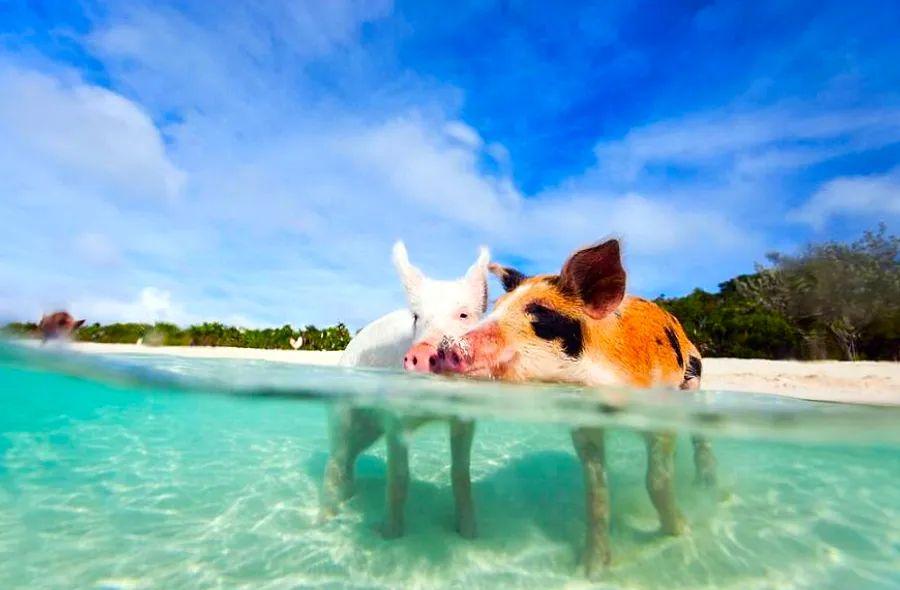 Cover Image for 7 Exciting Activities to Enjoy on Grand Bahama Island