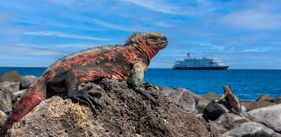 Cover Image for Expert Naturalists Guide Guests to Reconnect with Nature on a Galapagos Voyage