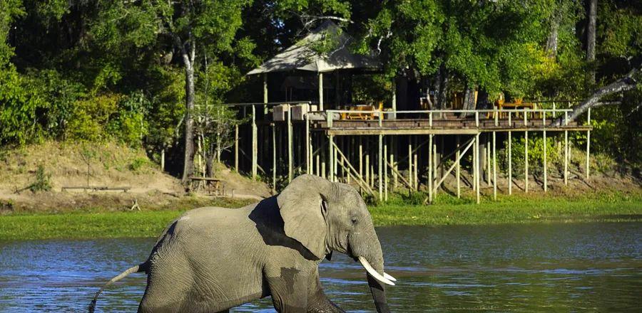 Cover Image for Tracking Lions and Crocodiles—on Foot—in a Zambian National Park