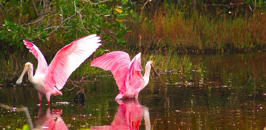 Cover Image for Discover Why Fort Myers is the Ultimate Outdoor Adventure Destination