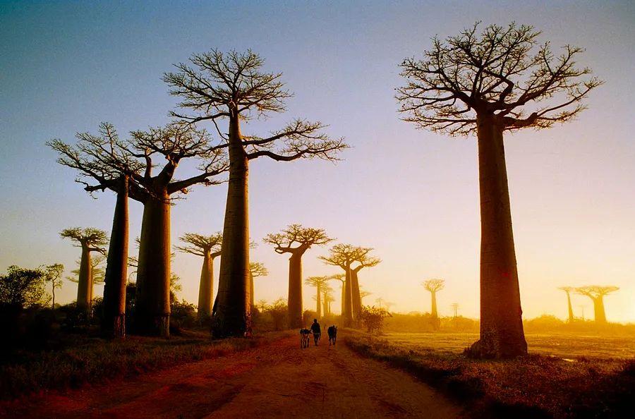 Cover Image for How I utilized points and miles to secure business-class flights to Madagascar for our honeymoon