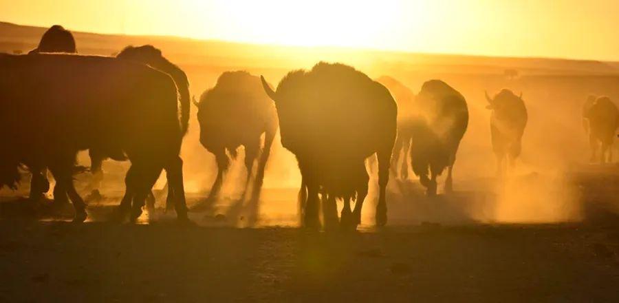 Cover Image for Bison Revival as Indigenous Tribes Embrace Stewardship