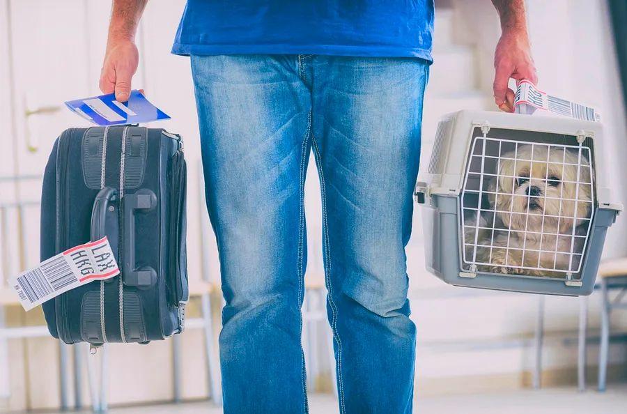 Cover Image for Your guide to traveling with pets: Addressing inquiries about vaccination records, EU pet passports, and locating dog-friendly eateries