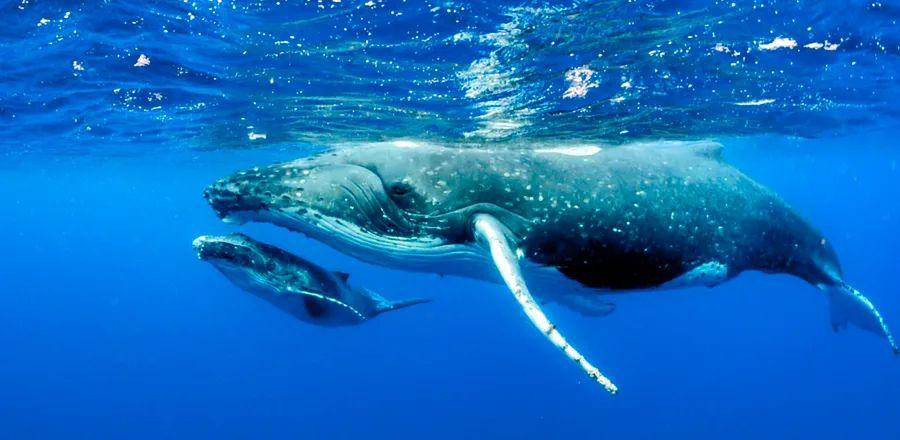 Cover Image for Intrepid Travel Is Redefining Responsible Animal Experiences