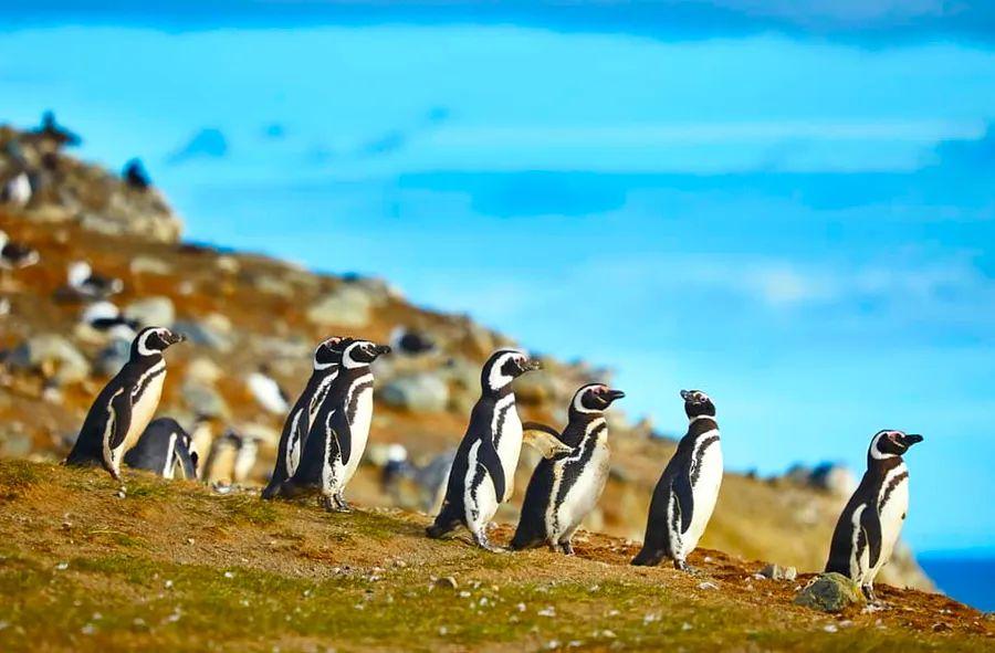 Cover Image for 5 Unique Cruise Excursions to Experience on Your Next Vacation
