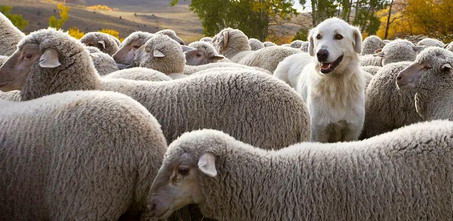Cover Image for A Contest for Smart Dogs Attracts Thousands to Colorado