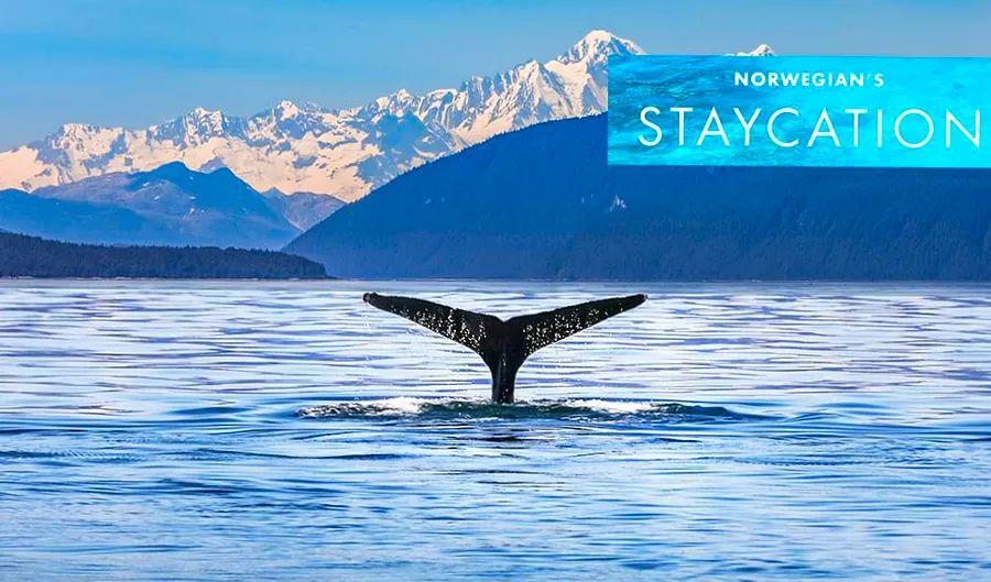 Cover Image for Wildlife Adventures to Discover on Your Alaska Cruise