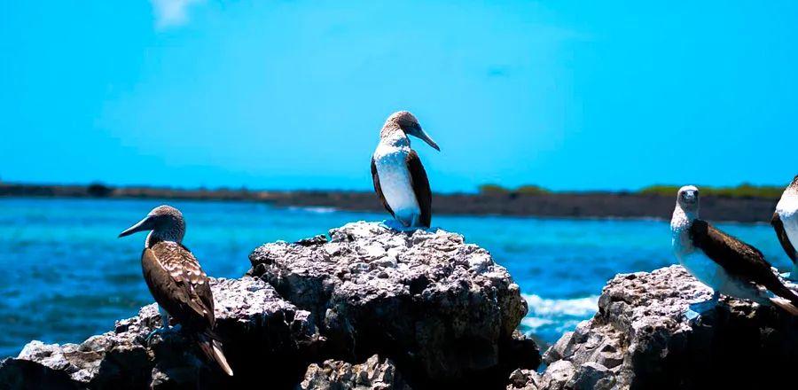 Cover Image for How a Significant Debt-for-Nature Agreement Will Aid in the Conservation of the Galápagos