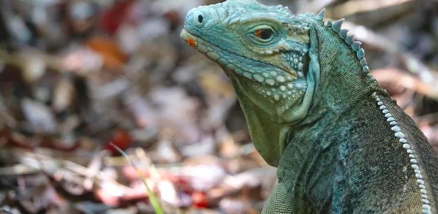 Cover Image for From Hidden Caves to Spectacular Gardens: 8 Ways to Discover the Cayman Islands